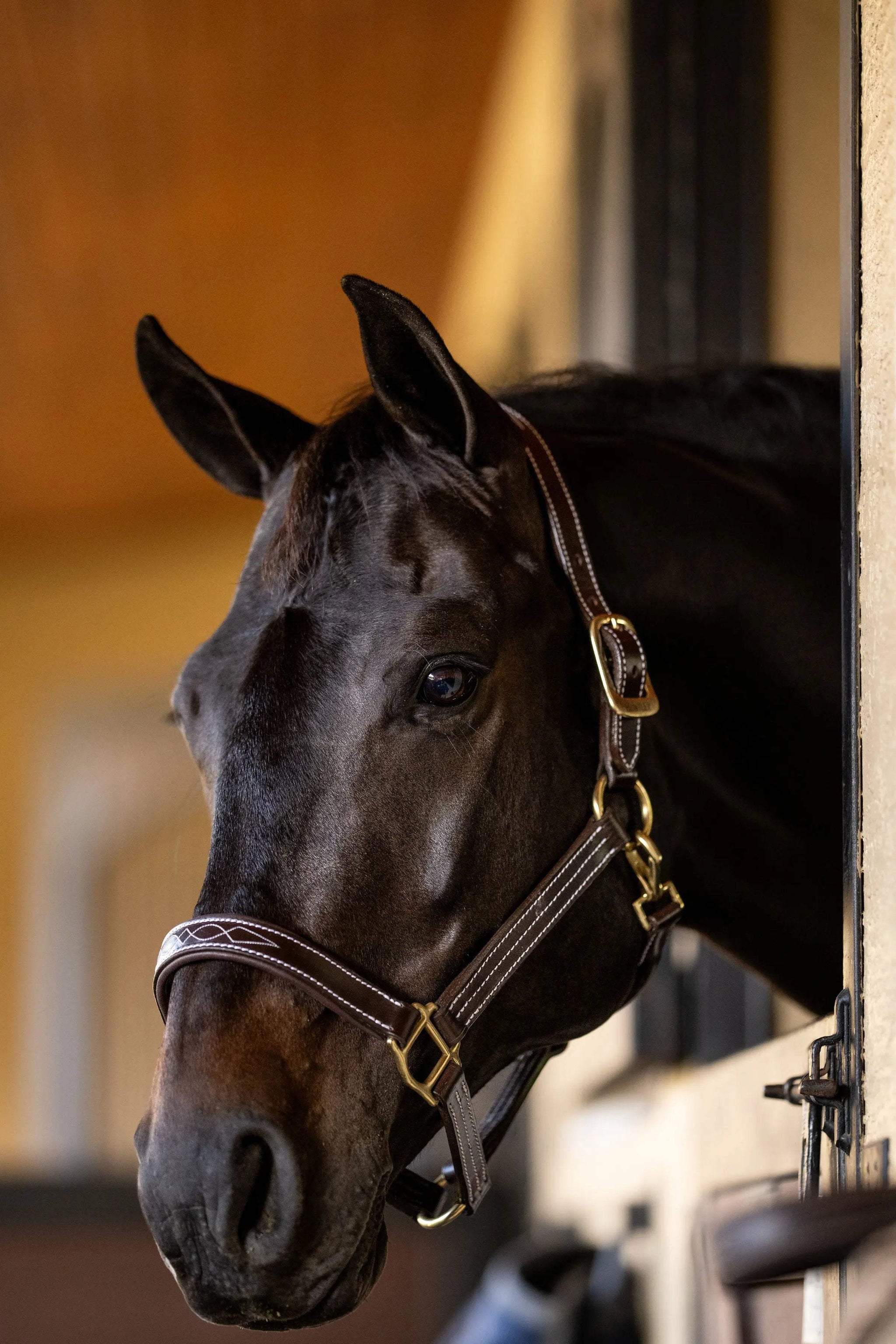 Huntley Equestrian Fancy Stitched Premium Leather Padded Halter - Huntley Equestrian - Flyclothing LLC