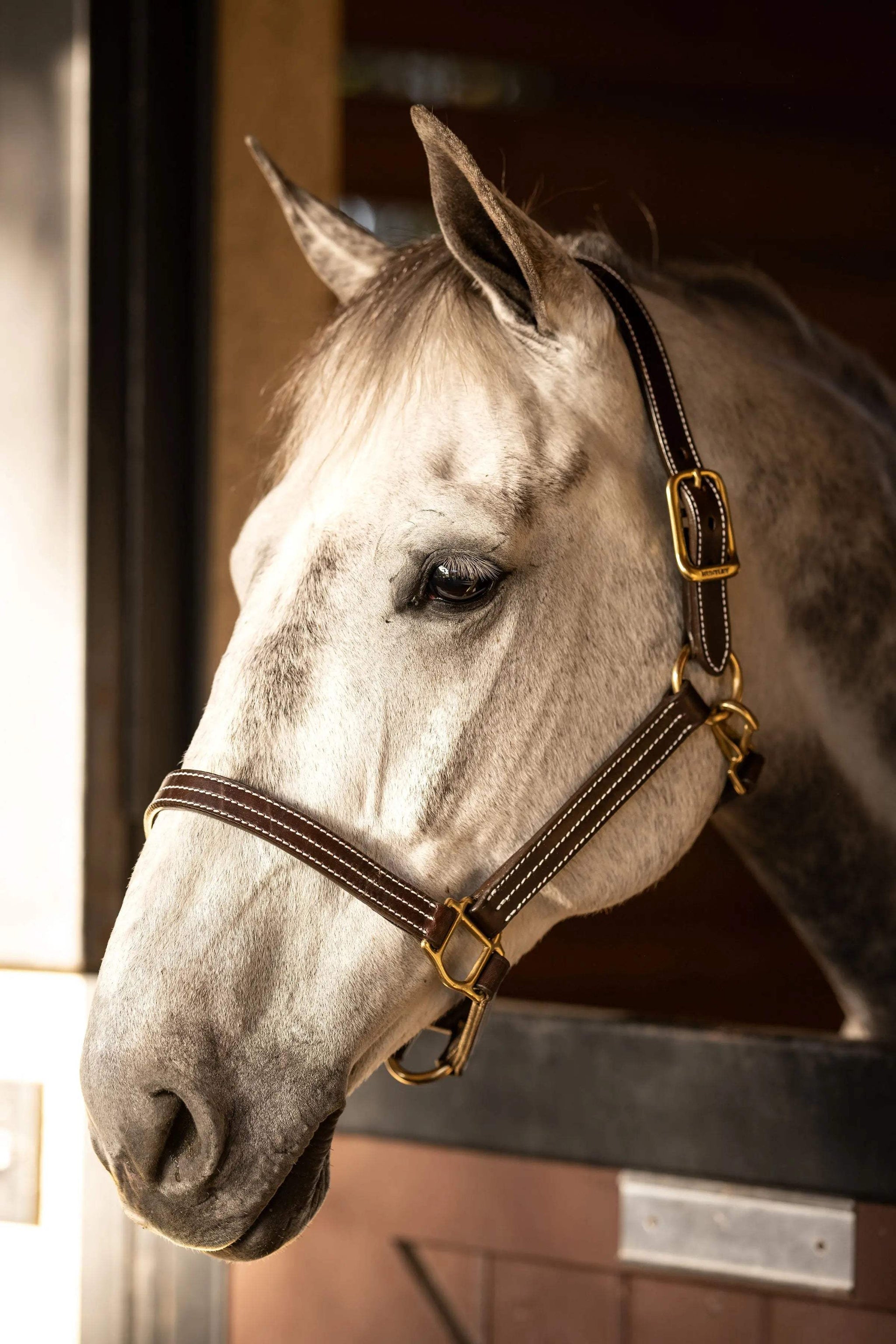 Huntley Equestrian Premium Leather Triple Stitched Halter with Snap - Huntley Equestrian - Flyclothing LLC