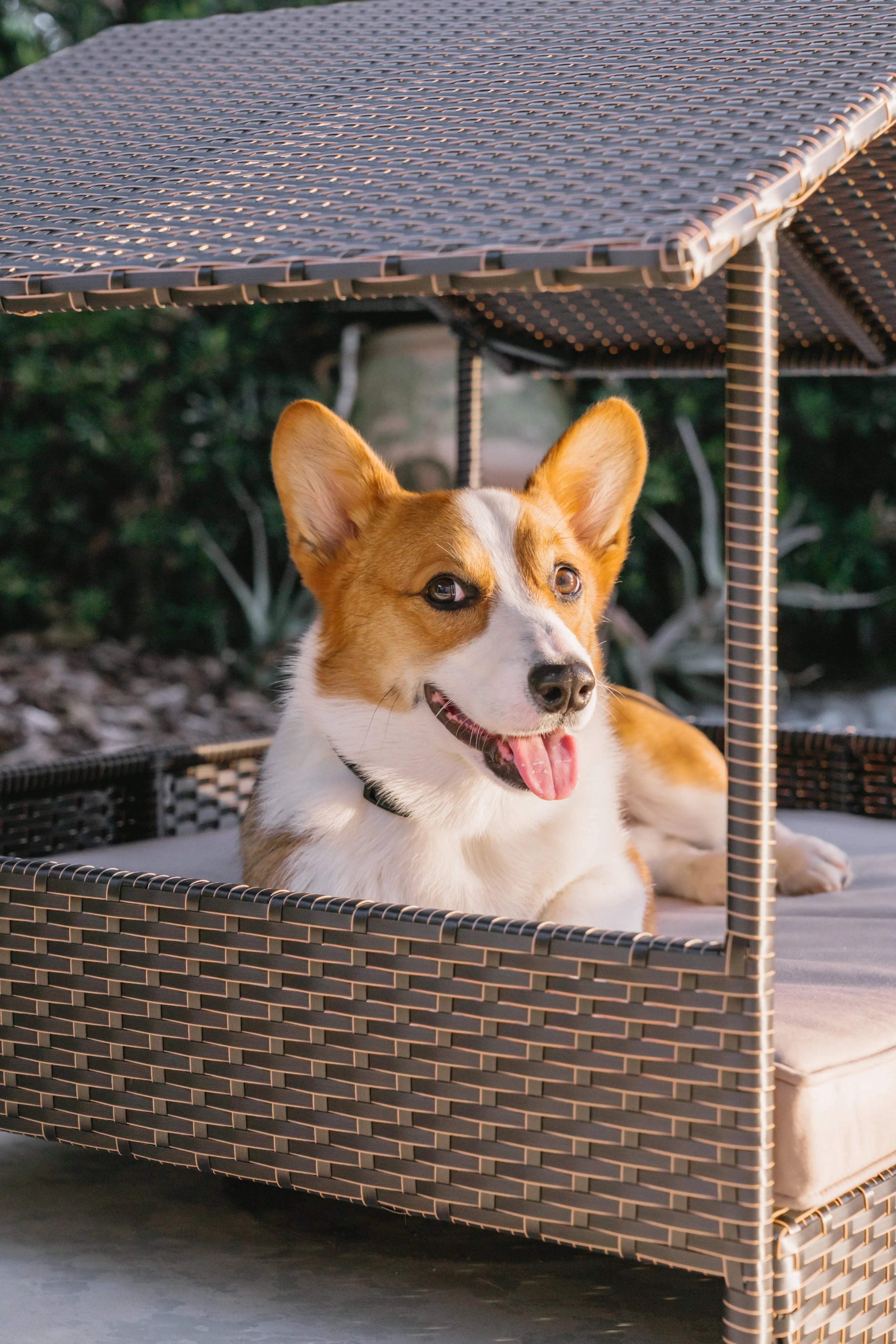 Huntley Pet Rattan Wicker Indoor Outdoor Cabana Raised Pet Bed - Huntley Equestrian - Flyclothing LLC