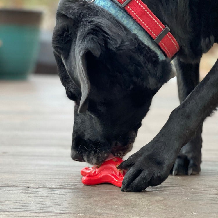 Starfish Nylon Dog Chew Toy for Aggressive Chewers | USA Made | SodaPup - SodaPup/True Dogs, LLC - Flyclothing LLC