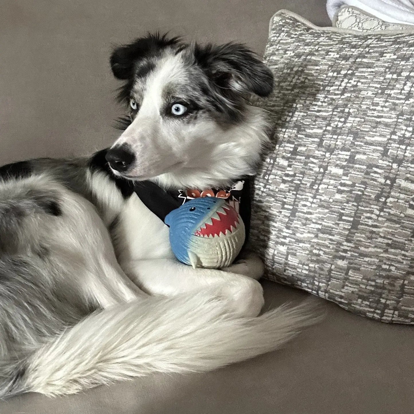 Finn the Shark Ruff-Tex® Latex Ball Dog Toy, Large - HuggleHounds - Flyclothing LLC