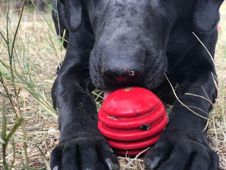 USA-K9 Stars and Stripes Rubber Dog Toy | K9 Handler Reward Toy | Red | USA Made - SodaPup/True Dogs, LLC - Flyclothing LLC