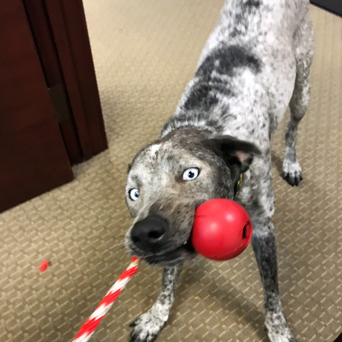 USA-K9 Cherry Bomb Rubber Dog Chew Toy | K9 Handler Reward Toy | USA Made - SodaPup/True Dogs, LLC - Flyclothing LLC