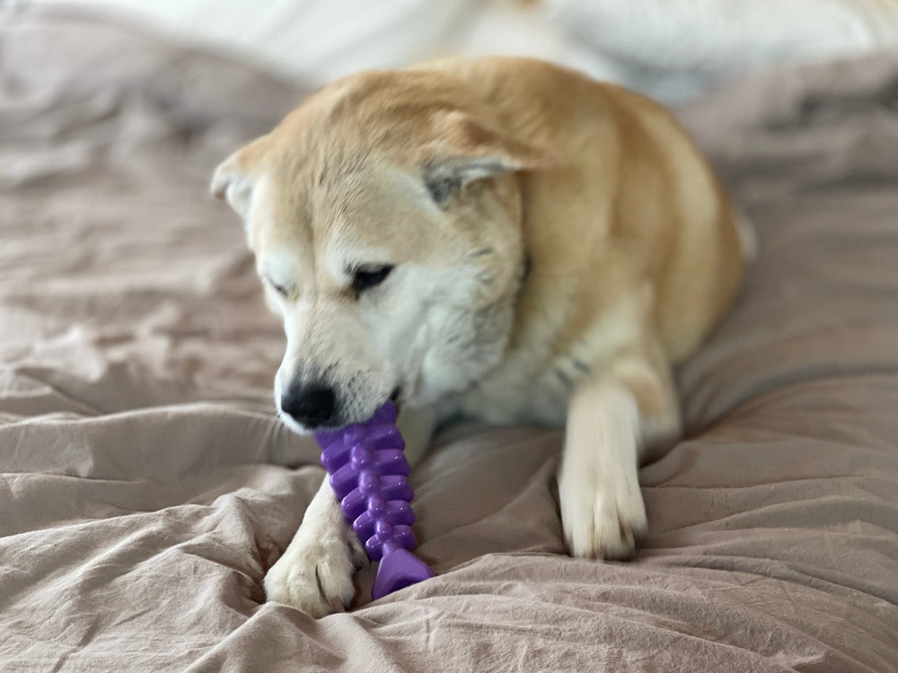 Fish Bone Nylon Dog Toy for Aggressive Chewers | USA Made | SodaPup - SodaPup/True Dogs, LLC - Flyclothing LLC