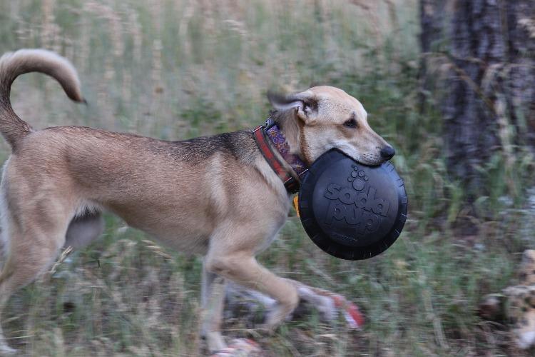 Magnum Bottle Top Flyer Rubber Frisbee for Heavy Chewers | Large | USA Made - SodaPup/True Dogs, LLC - Flyclothing LLC