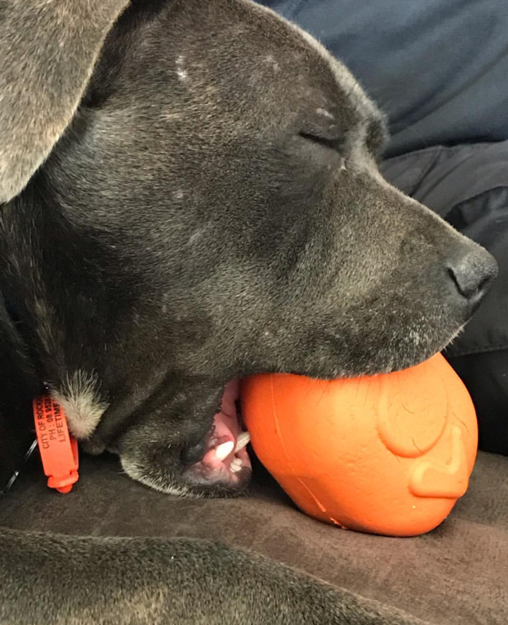 Roasted Turkey Dog Chew Toy & Treat Dispenser - USA Made | SodaPup - SodaPup/True Dogs, LLC - Flyclothing LLC