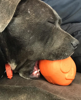 Roasted Turkey Dog Chew Toy & Treat Dispenser - USA Made | SodaPup - SodaPup/True Dogs, LLC - Flyclothing LLC