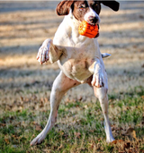 Jack O' Lantern Dog Toy - Durable Halloween Chew Toy for Large Dogs | USA Made - SodaPup/True Dogs, LLC - Flyclothing LLC