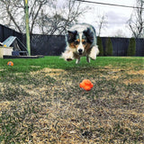 Crazy Bounce Rubber Dog Chew Toy for Power Chewers | Retrieving Ball | USA Made - SodaPup/True Dogs, LLC - Flyclothing LLC
