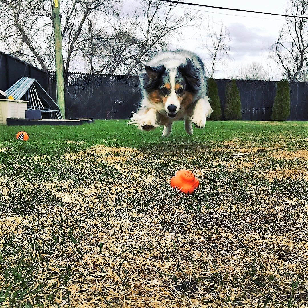 Crazy Bounce Rubber Dog Chew Toy for Power Chewers | Retrieving Ball | USA Made - SodaPup/True Dogs, LLC - Flyclothing LLC