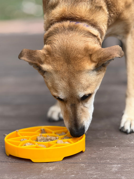 Sunflower eTray Shallow Slow Feeder Dog Bowl for Enrichment | USA Made - SodaPup/True Dogs, LLC - Flyclothing LLC