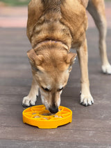 Sunflower eTray Shallow Slow Feeder Dog Bowl for Enrichment | USA Made - SodaPup/True Dogs, LLC - Flyclothing LLC
