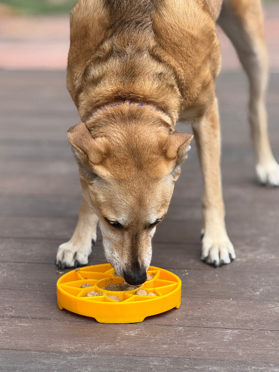 Sunflower eTray Shallow Slow Feeder Dog Bowl for Enrichment | USA Made - SodaPup/True Dogs, LLC - Flyclothing LLC