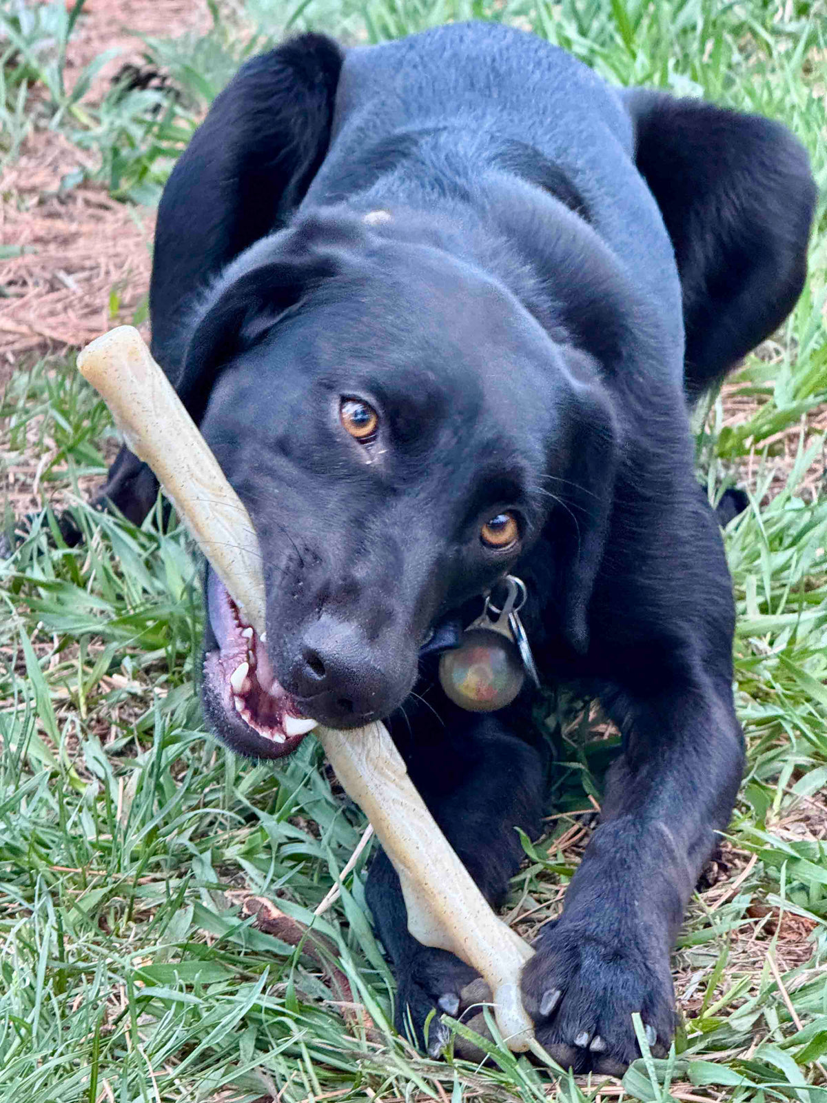 Durable Nylon Chew Stick for Power Chewers | Durable Dog Toy USA - SodaPup/True Dogs, LLC - Flyclothing LLC