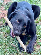 Durable Nylon Chew Stick for Power Chewers | Durable Dog Toy USA - SodaPup/True Dogs, LLC - Flyclothing LLC