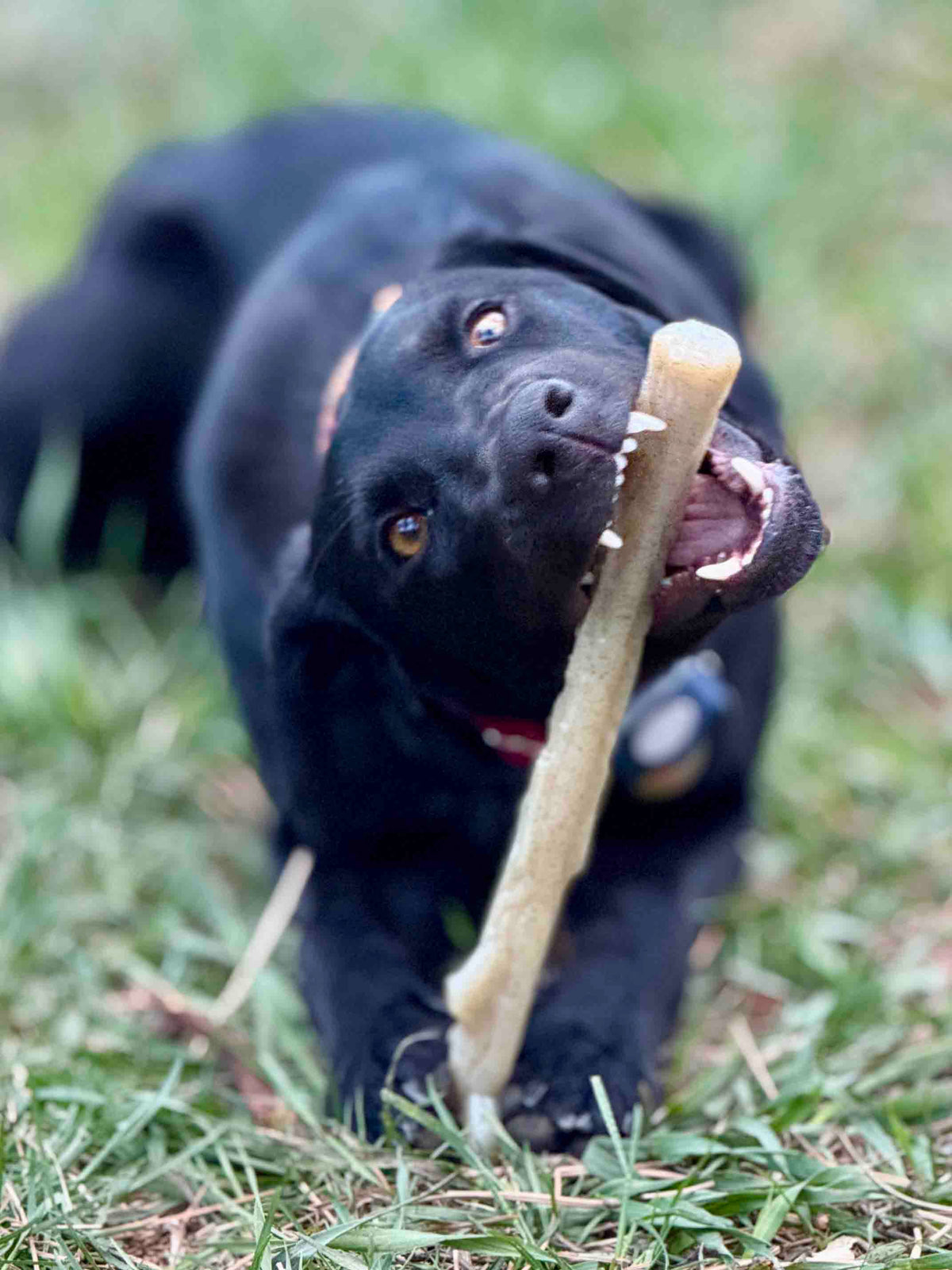 Durable Nylon Chew Stick for Power Chewers | Durable Dog Toy USA - SodaPup/True Dogs, LLC - Flyclothing LLC