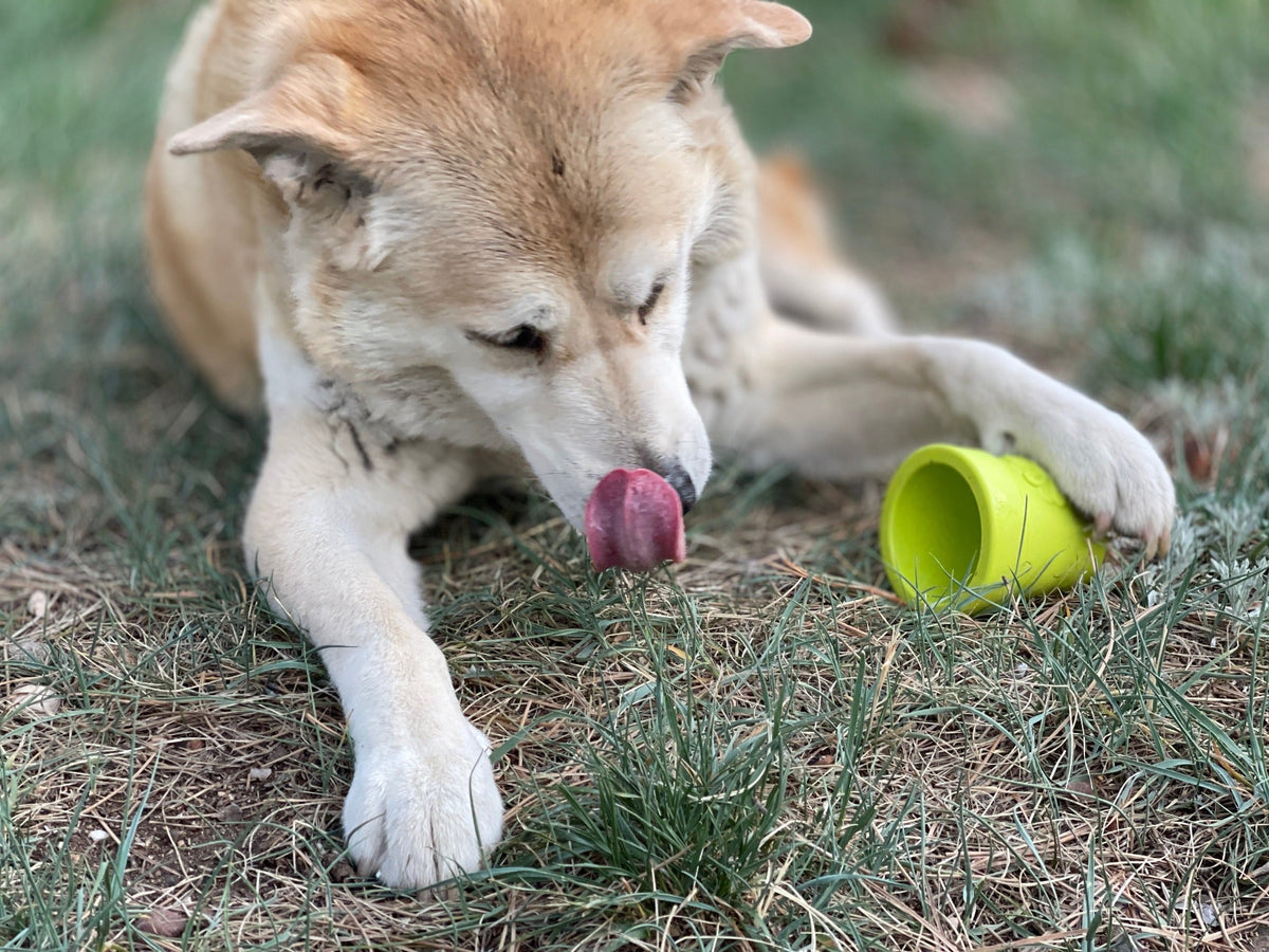 Large Flower Pot eCup Dog Treat Dispenser | Durable USA-Made Enrichment Toy | SodaPup - SodaPup/True Dogs, LLC - Flyclothing LLC