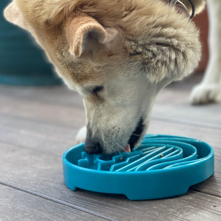 Baja Design eTray - Shallow Slow Feeder Dog Bowl for Enrichment | USA Made - SodaPup/True Dogs, LLC - Flyclothing LLC