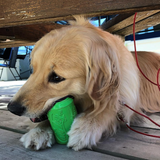 Can Toy Rubber Dog Chew Toy for Average Chewers | Treat Dispenser | USA Made - SodaPup/True Dogs, LLC - Flyclothing LLC