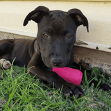 Puppy Can Toy Rubber Chew Toy for Teething Puppies | Treat Dispenser | USA Made - SodaPup/True Dogs, LLC - Flyclothing LLC