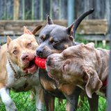 USA-K9 Grenade Rubber Dog Chew Toy | K9 Handler eDispenser Toy | Red & Blue | USA Made - SodaPup/True Dogs, LLC - Flyclothing LLC