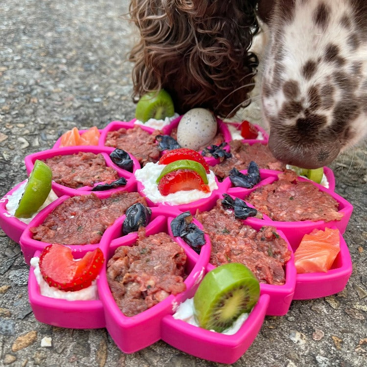 Mandala eTray Shallow Slow Feeder Dog Bowl for Enrichment | USA Made - SodaPup/True Dogs, LLC - Flyclothing LLC