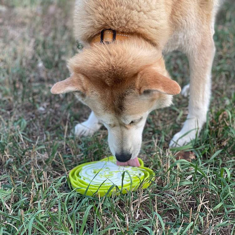 Water Frog eTray - Shallow Slow Feeder Dog Bowl for Enrichment | USA Made - SodaPup/True Dogs, LLC - Flyclothing LLC