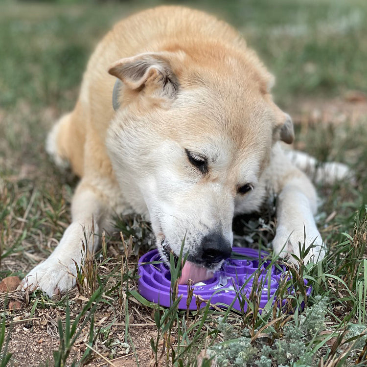 Water Frog eTray - Shallow Slow Feeder Dog Bowl for Enrichment | USA Made - SodaPup/True Dogs, LLC - Flyclothing LLC