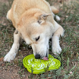 Water Frog eTray - Shallow Slow Feeder Dog Bowl for Enrichment | USA Made - SodaPup/True Dogs, LLC - Flyclothing LLC