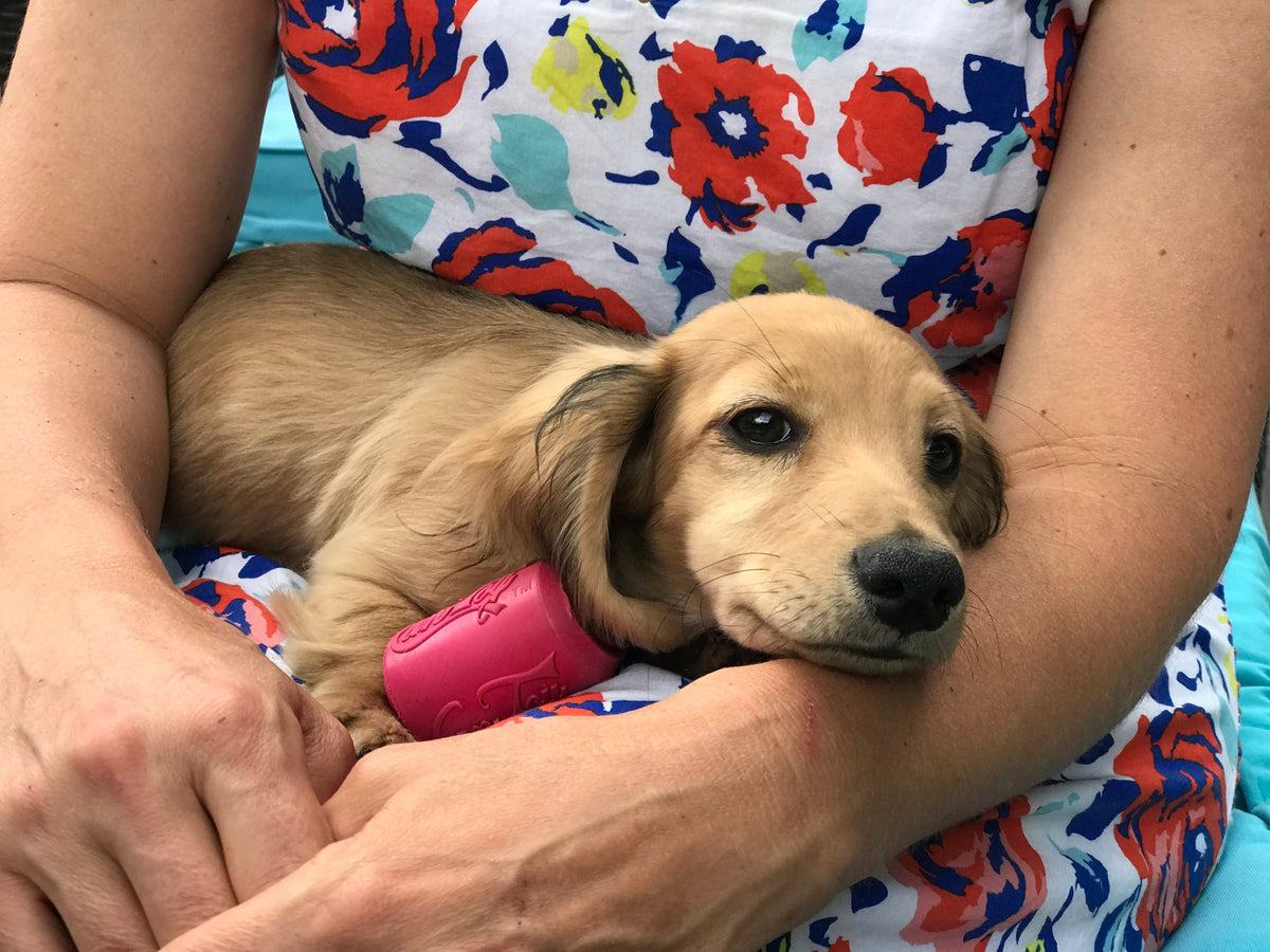 Puppy Can Toy Rubber Chew Toy for Teething Puppies | Treat Dispenser | USA Made - SodaPup/True Dogs, LLC - Flyclothing LLC