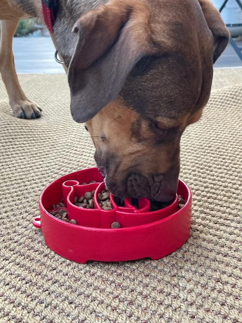 Santa Christmas eBowl Deep Slow Feeder Dog Bowl for Enrichment | USA Made - SodaPup/True Dogs, LLC - Flyclothing LLC