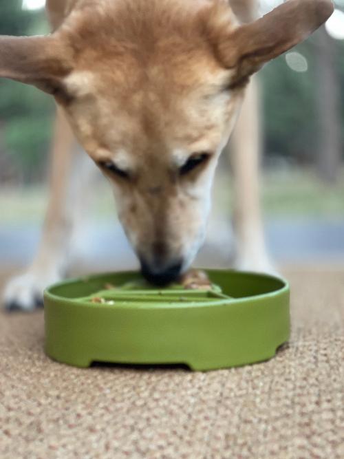 Pine Tree Christmas eBowl Deep Slow Feeder Dog Bowl for Enrichment | USA Made - SodaPup/True Dogs, LLC - Flyclothing LLC
