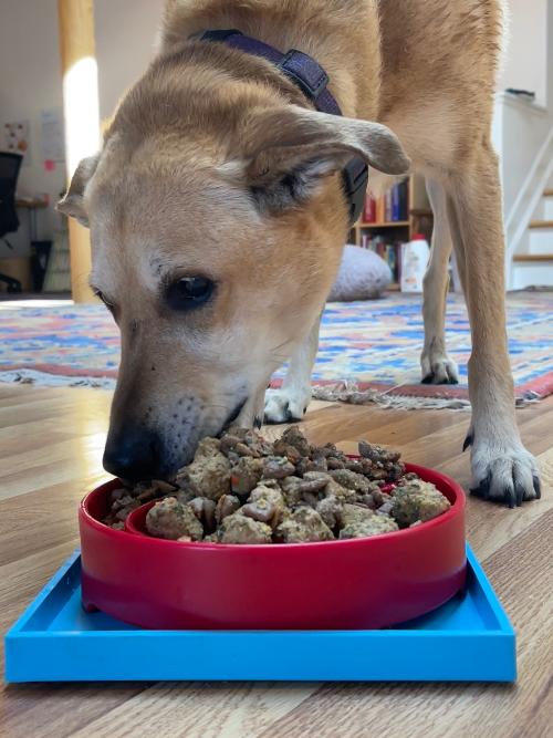 Hold 'em Suction Cup Holder for Dog Bowls & Lick Mats | USA Made - SodaPup/True Dogs, LLC - Flyclothing LLC