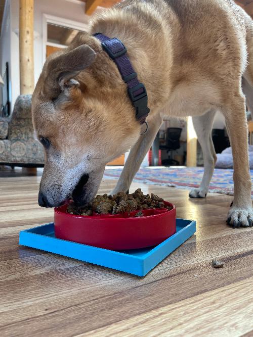Hold 'em Suction Cup Holder for Dog Bowls & Lick Mats | USA Made - SodaPup/True Dogs, LLC - Flyclothing LLC