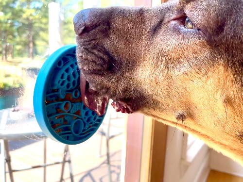 Turtle eMat-Mini Lick Mat with Suction Cups - Small Dogs & Cats | USA - SodaPup/True Dogs, LLC - Flyclothing LLC