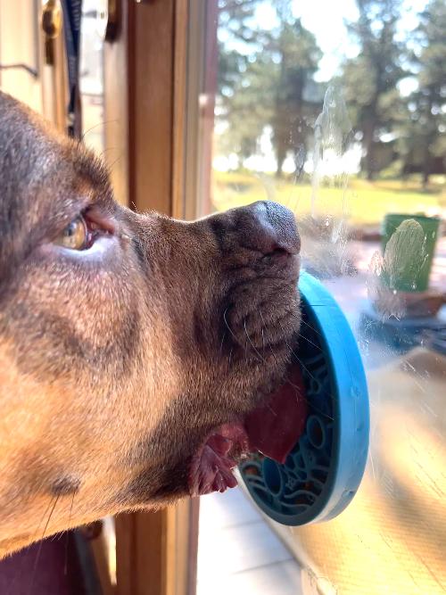 Turtle eMat-Mini Lick Mat with Suction Cups - Small Dogs & Cats | USA - SodaPup/True Dogs, LLC - Flyclothing LLC