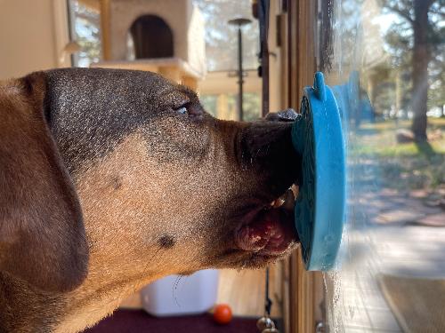 Turtle eMat-Mini Lick Mat with Suction Cups - Small Dogs & Cats | USA - SodaPup/True Dogs, LLC - Flyclothing LLC