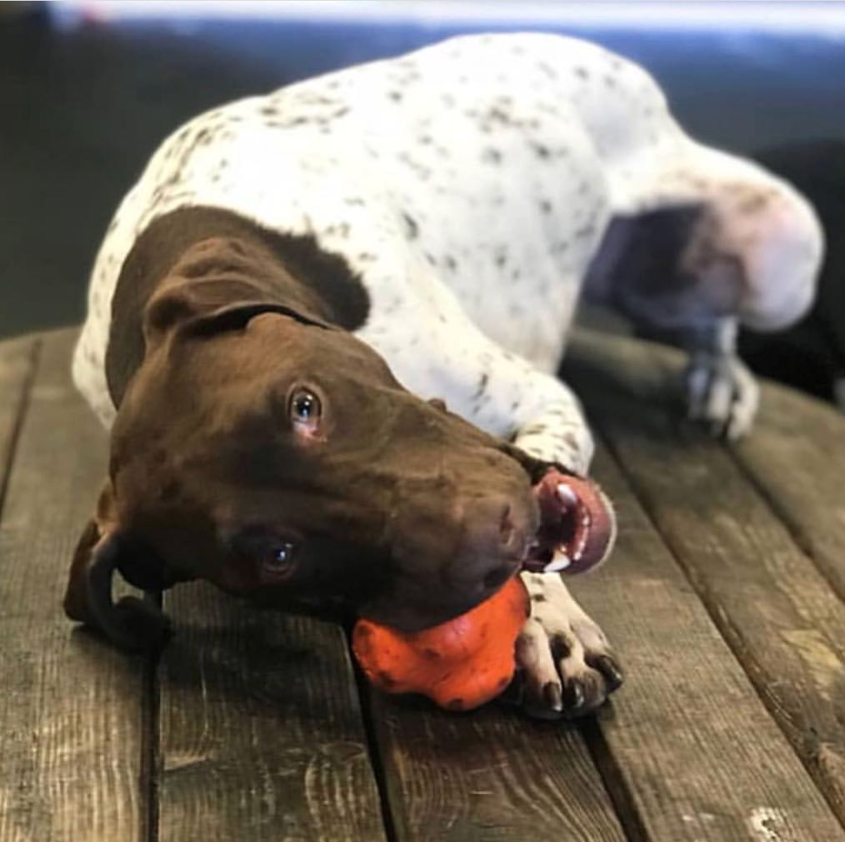 Crazy Bounce Rubber Dog Chew Toy for Power Chewers | Retrieving Ball | USA Made - SodaPup/True Dogs, LLC - Flyclothing LLC