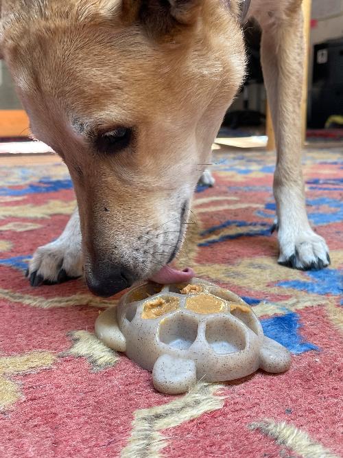 Turtle Nylon Chew Toy - Ultra-Durable Enrichment Toy for Power Chewers USA - SodaPup/True Dogs, LLC - Flyclothing LLC
