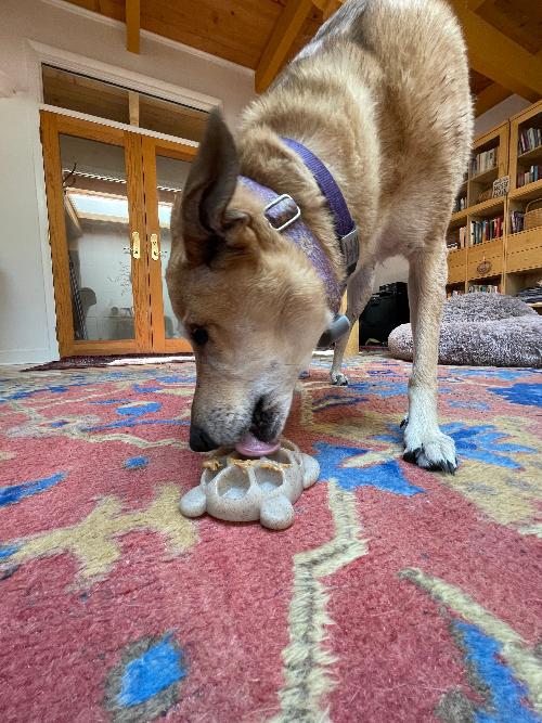 Turtle Nylon Chew Toy - Ultra-Durable Enrichment Toy for Power Chewers USA - SodaPup/True Dogs, LLC - Flyclothing LLC