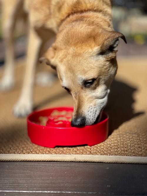 Santa Christmas eBowl Deep Slow Feeder Dog Bowl for Enrichment | USA Made - SodaPup/True Dogs, LLC - Flyclothing LLC