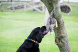 Feller Squirrel Plush Dog Toy - HuggleHounds - Flyclothing LLC