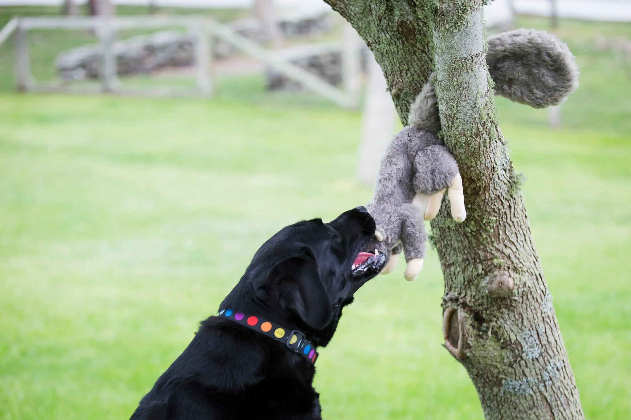 Feller Squirrel Plush Dog Toy - HuggleHounds - Flyclothing LLC