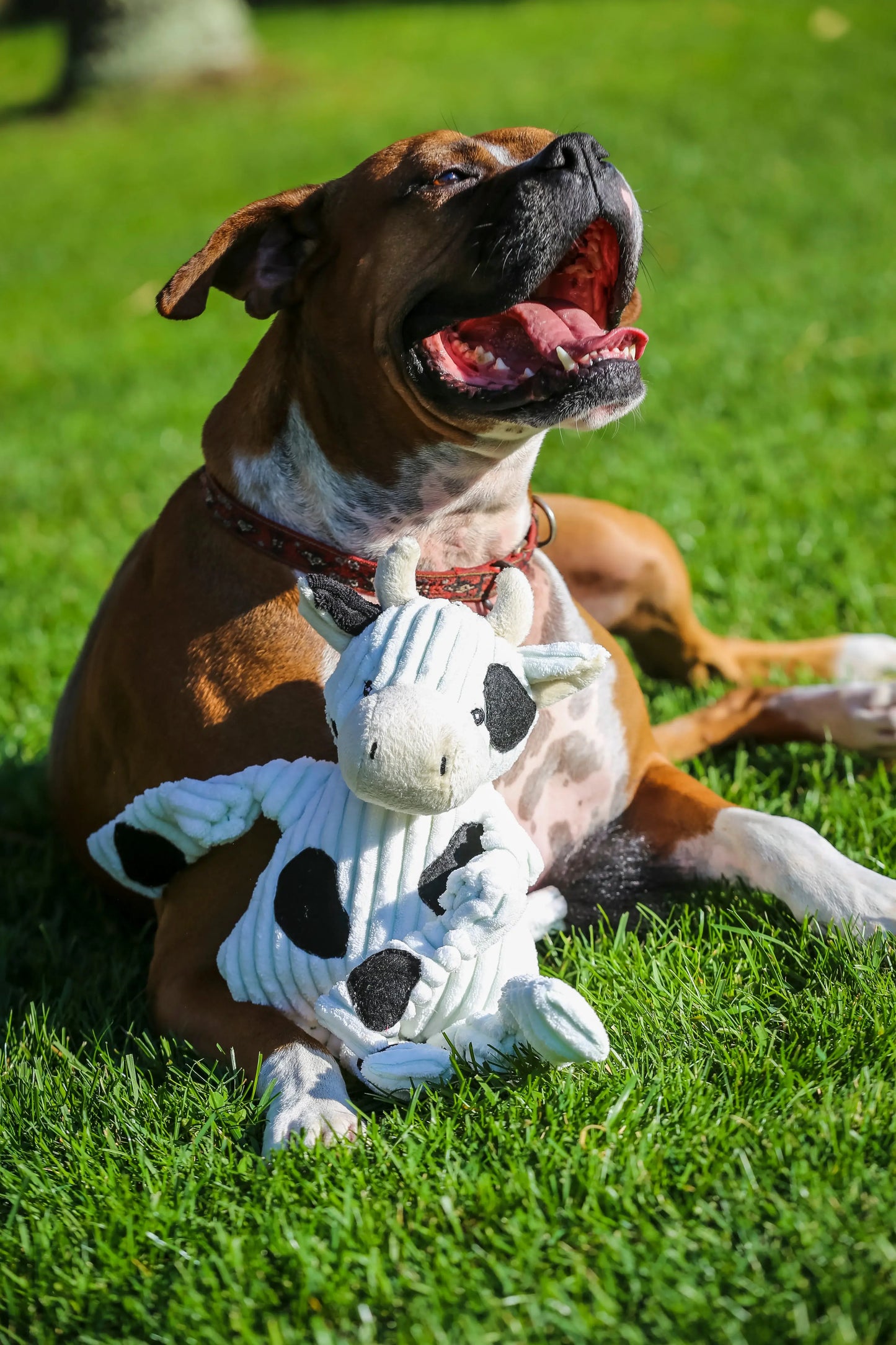 Dottie Cow Knottie® Plush Dog Toy - HuggleHounds - Flyclothing LLC