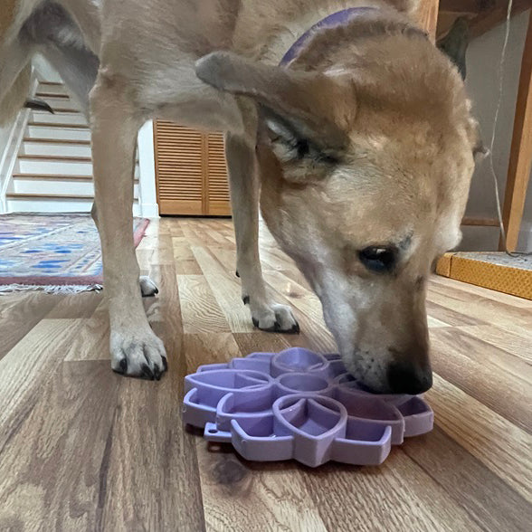 Mandala Softie eTray Shallow Slow Feeder Dog Bowl with Suction Cups | USA Made - SodaPup/True Dogs, LLC - Flyclothing LLC