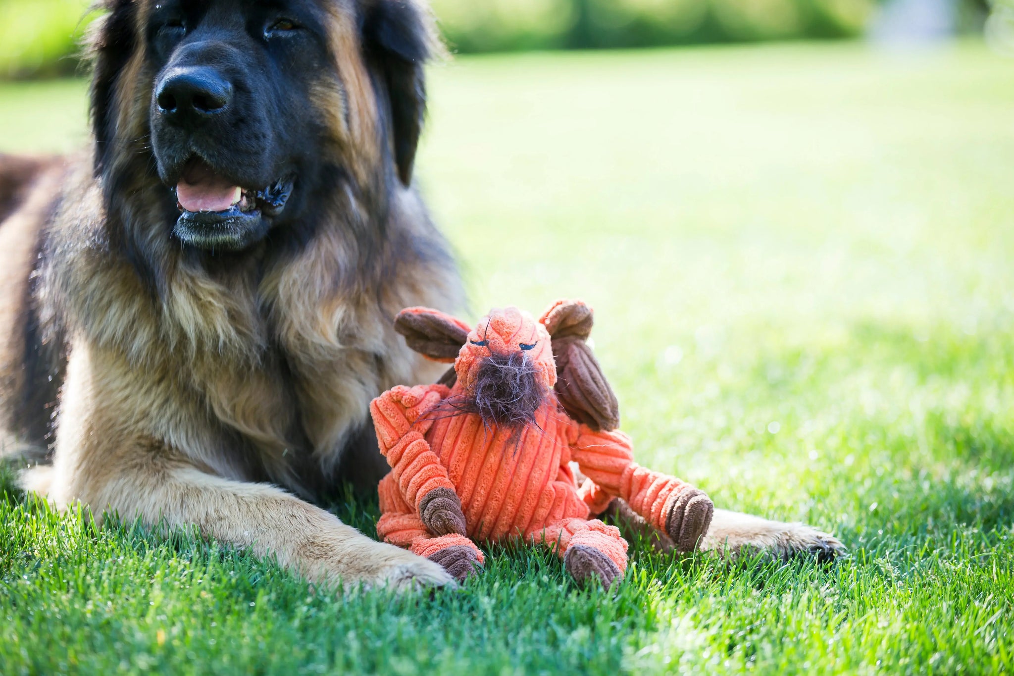 Morris Moose Knottie® Plush Dog Toy - HuggleHounds - Flyclothing LLC