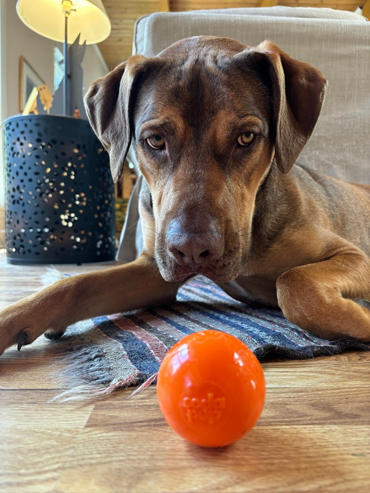 Squeak Ball - Durable Squeaky Dog Toy, Floats, Chew Toy | USA Made - SodaPup/True Dogs, LLC - Flyclothing LLC