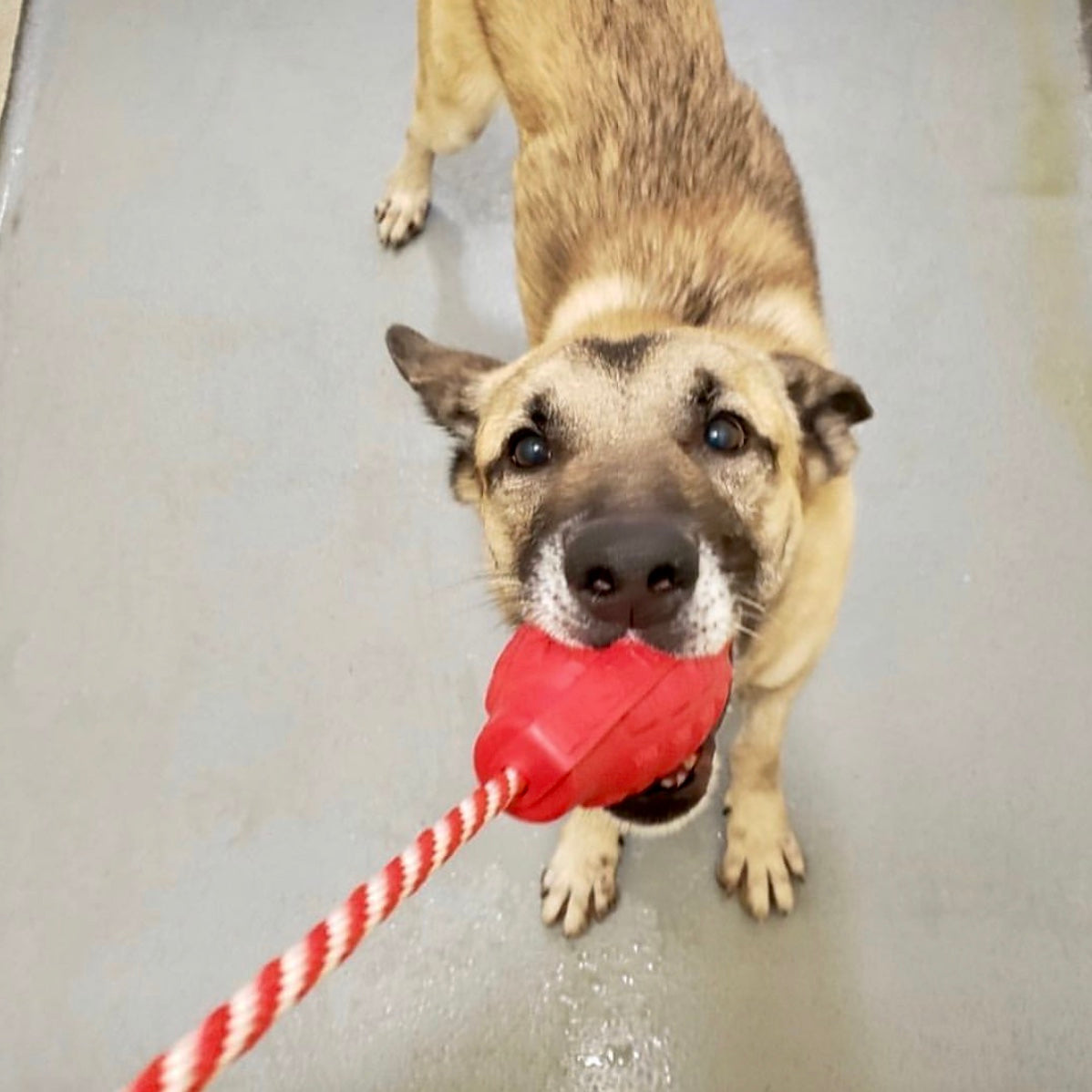 USA-K9 Grenade Rubber Dog Chew Toy | K9 Handler Reward Toy | USA Made - SodaPup/True Dogs, LLC - Flyclothing LLC