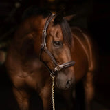 Henri de Rivel Pro Collection Leather Lead with 24" Solid Brass Chain - Breeches.com - Flyclothing LLC