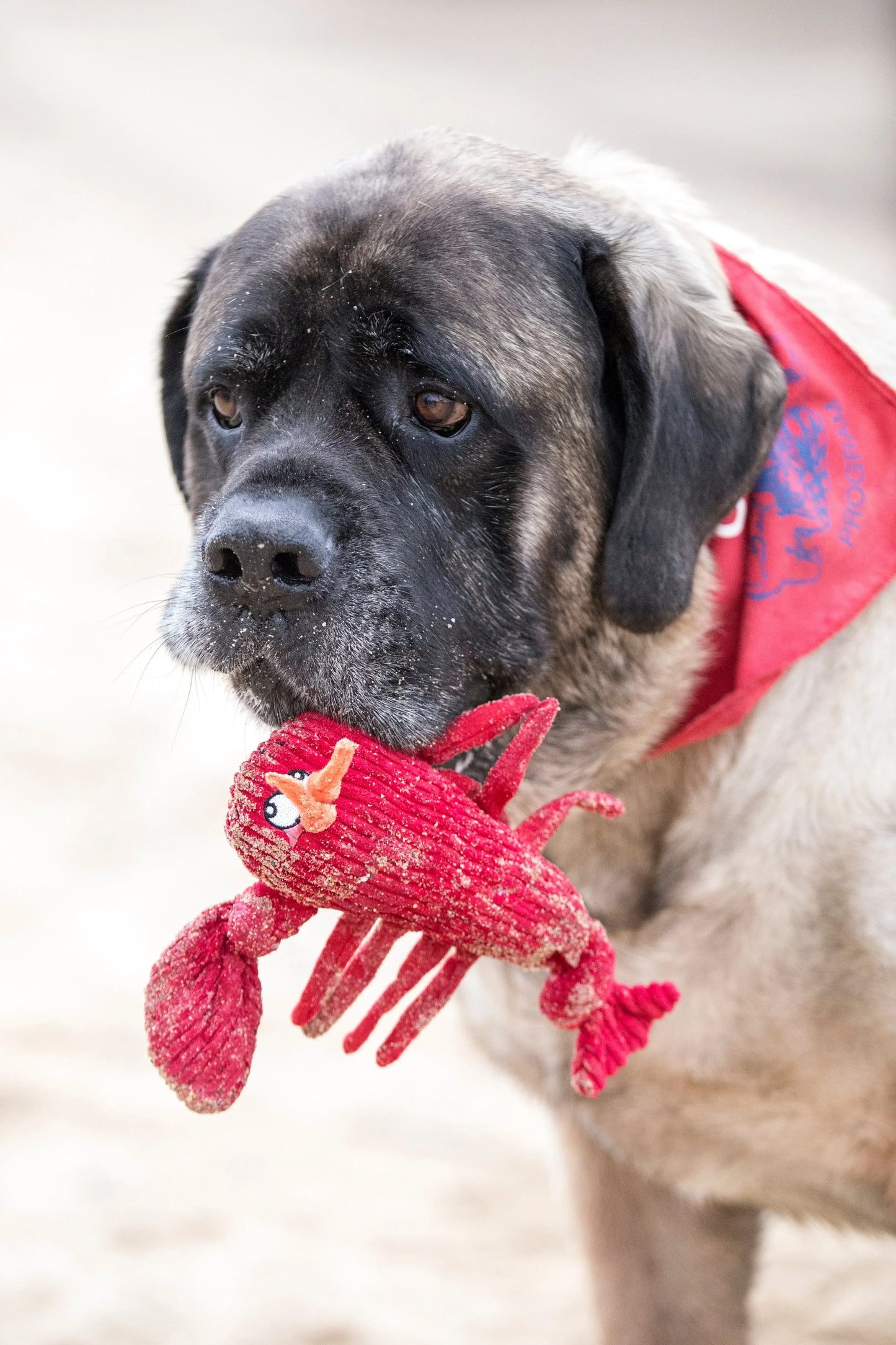 McCraken Lobsta™ Knottie® Plush Dog Toy - HuggleHounds - Flyclothing LLC